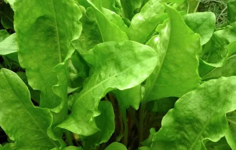 Продам оптом щавель широколистий