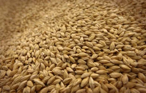 Ячмень на корм, фуражный