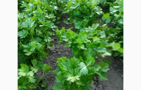 Продам зелень петрушки