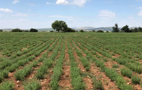 Продам чабрець / тим'ян (орегано