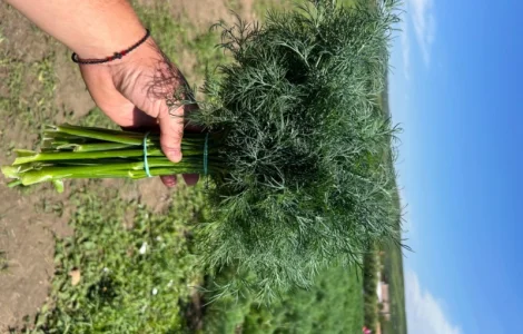 Продам Укроп