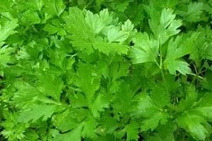 Купуємо петрушку оптом! Київ та область
