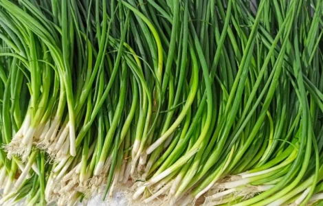 Купуємо зелену цибулю оптом! Київ та область