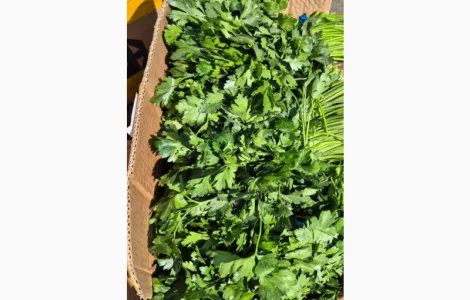 Продам зелень