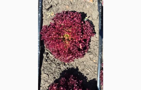 Продам салат