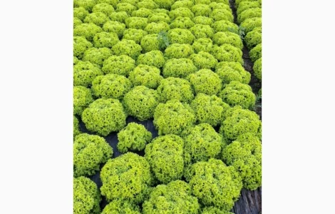 Продам салат Лолки