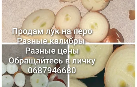 Продам лук на выгонку пера