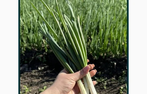 Продам зелену цибулю сорт Штутгарт