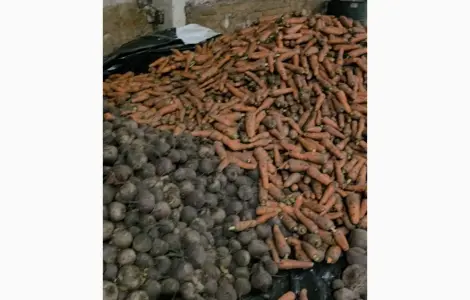 Продам свеклу