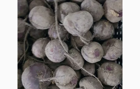 Свекла Буряк