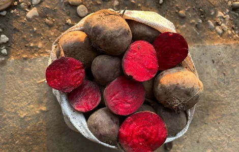 Продам столовий буряк Зеппо