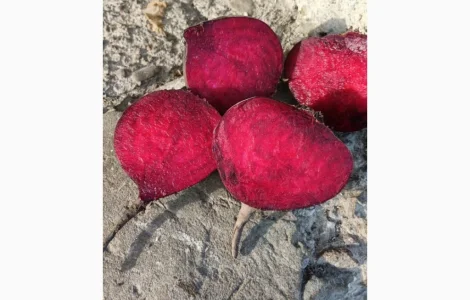 Продам столовий буряк RODITTI