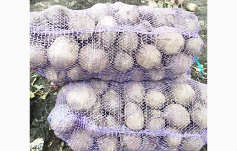 Продам столовий буряк сорт Пабло