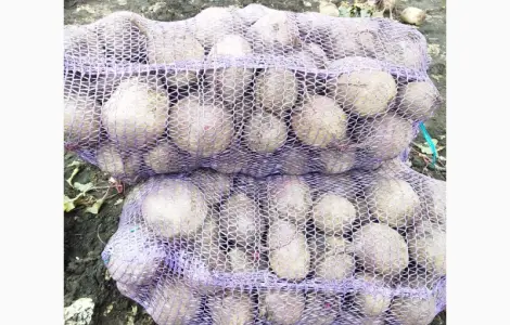 Продам столовий буряк сорт Пабло