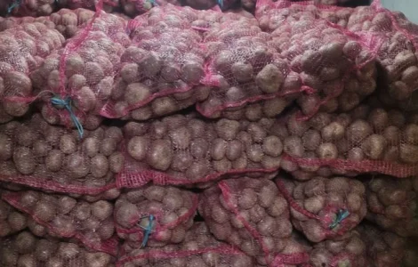 Столовий буряк