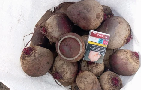 Продажа буряка столового Монті