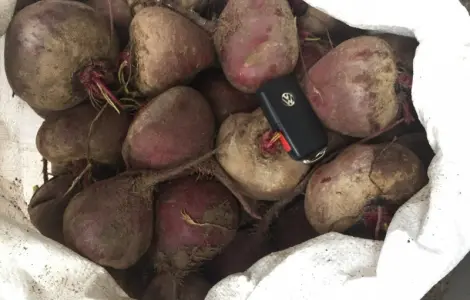 Срочно продам свеклу Детроит и другие сорта оптом