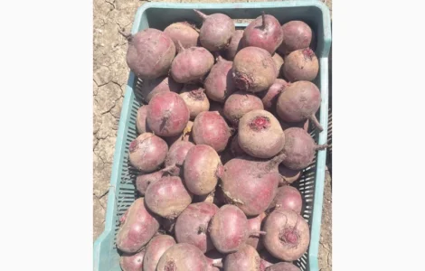 Продам товариний Буряк