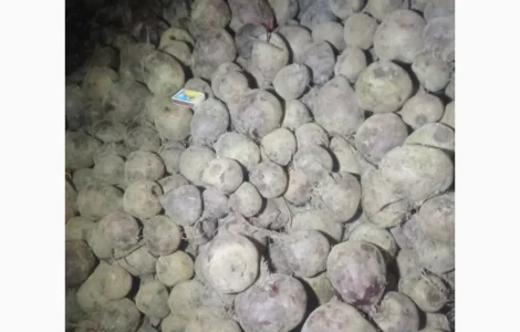 Продам буряк столовий