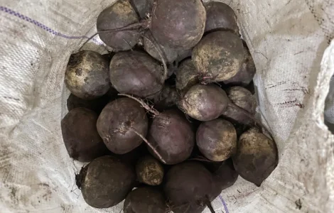 Продам. Буряк водан