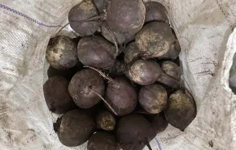 Продам. Буряк водан