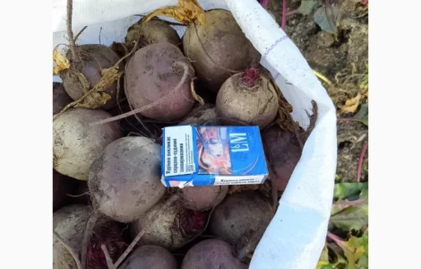 Продам буряк сорт Кестрел