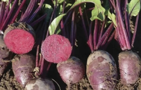 Продам БУРЯК столовий