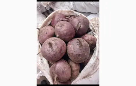 Продам товарний буряк