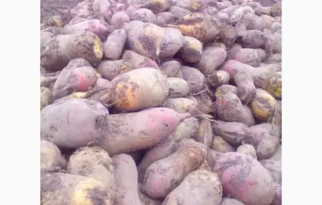 Продам кормовий буряк