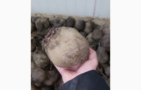 Закупівля буряка столового оптом Хмельницька область та захід України