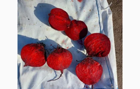 Продам буряк