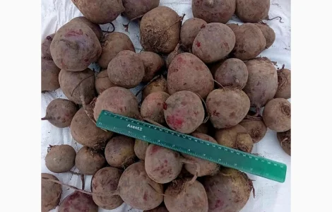 Продам качественный буряк