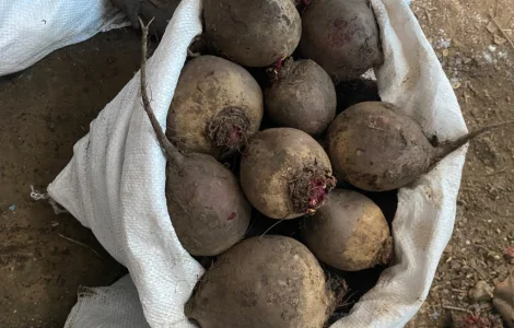 Продам буряк гарної якості. Круглий від 5-12 та є довгий(целиндер) від 4-10