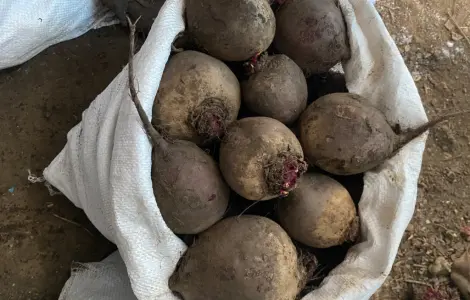 Продам буряк гарної якості. Круглий від 5-12 та є довгий(целиндер) від 4-10