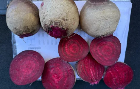 Продам столовий буряк