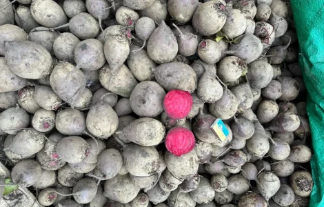 Столовий буряк