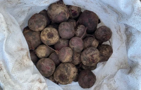 Продажа буряк сорта Камаро