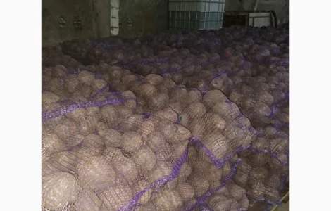 Буряк столовий