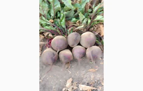 Продам буряк солодкий