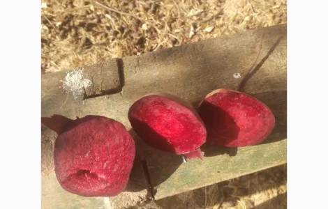 Продам буряк сорт водан 2 сорт