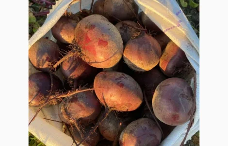 Продам буряк