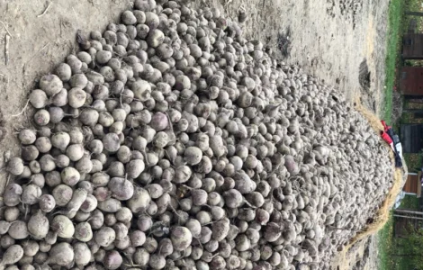 Буряк столовий