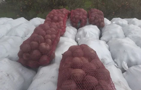 Продаємо буряк