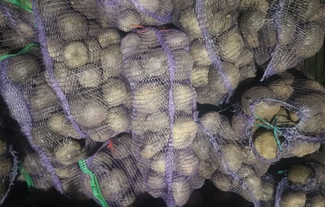 Продам буряк