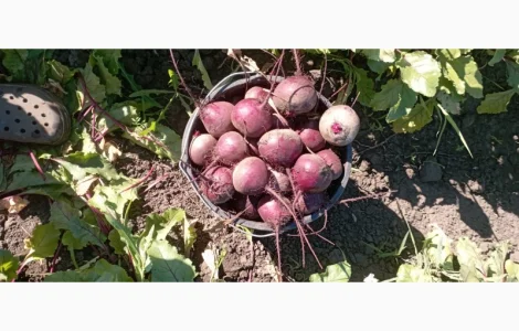 Продам буряк