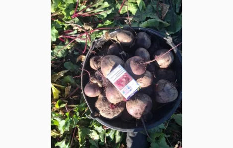 Продам свеклу оптом с поля