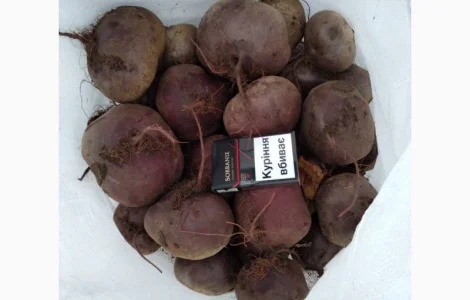 Продам столовий буряк сорт Пабло F1