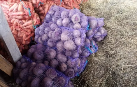 Продам буряк столовий