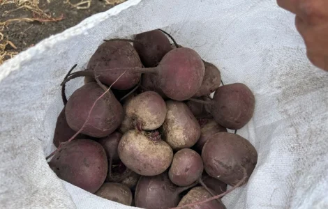 Буряк товарний і на переробку