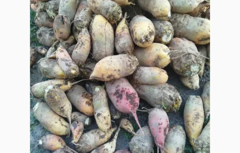 Продам кормовий буряк